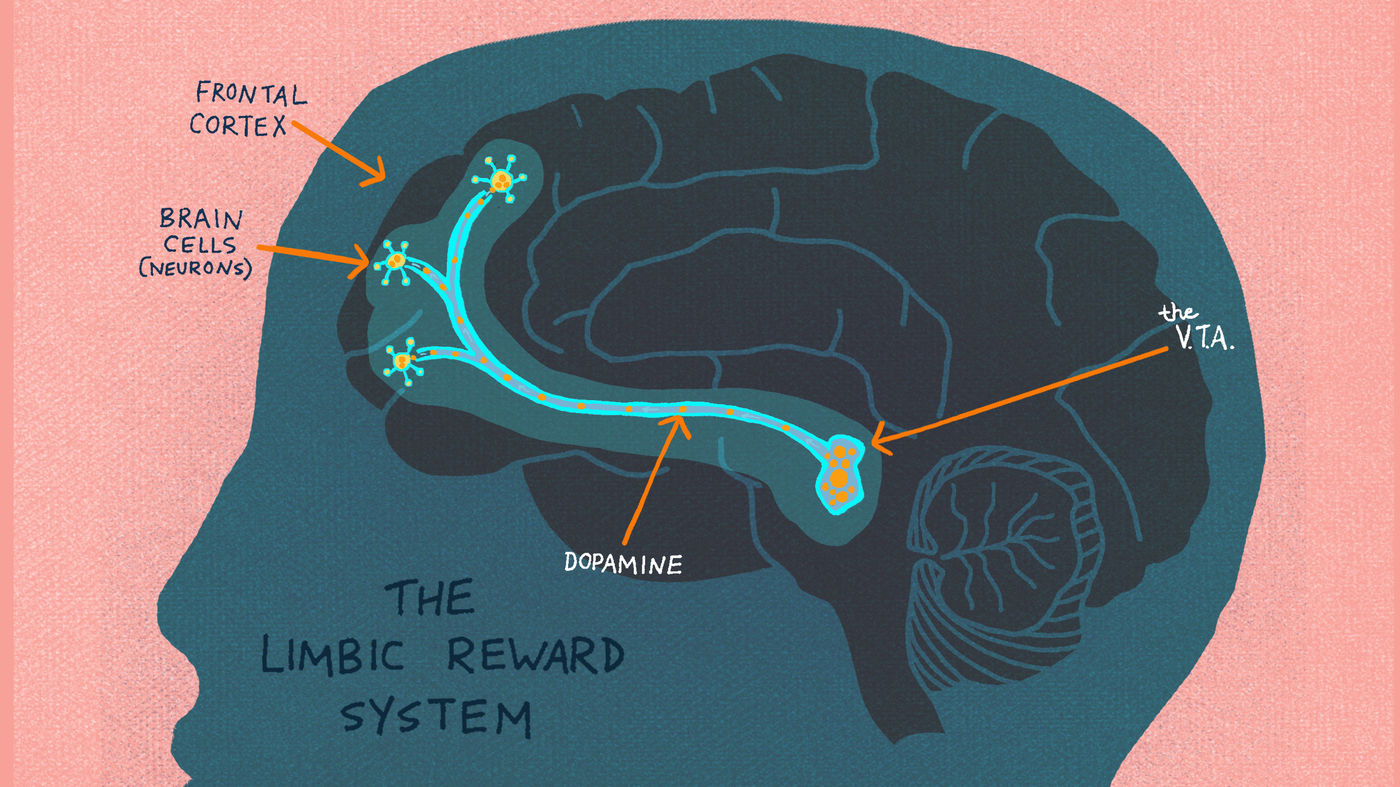 The Limbic Reward System lights up when curiosity is piqued.