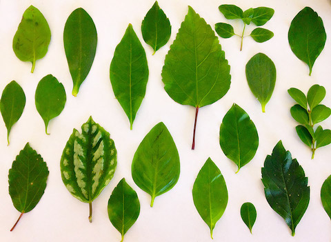 Displaying a variety of leafs
